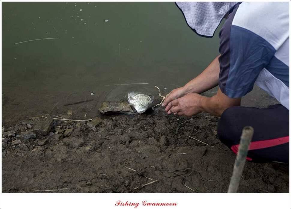 실리곡 호조황한버들화곡지 조황 (조황조행기 - 특파원조황)