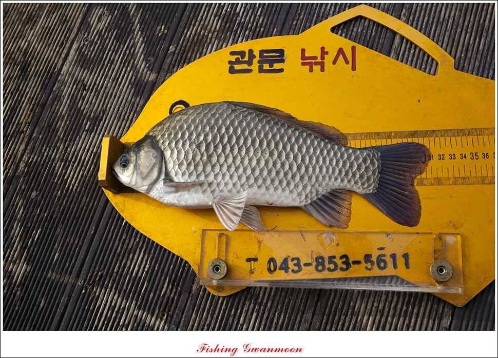 돌감실리곡 낚시터 월척 (조황조행기 - 특파원조황)