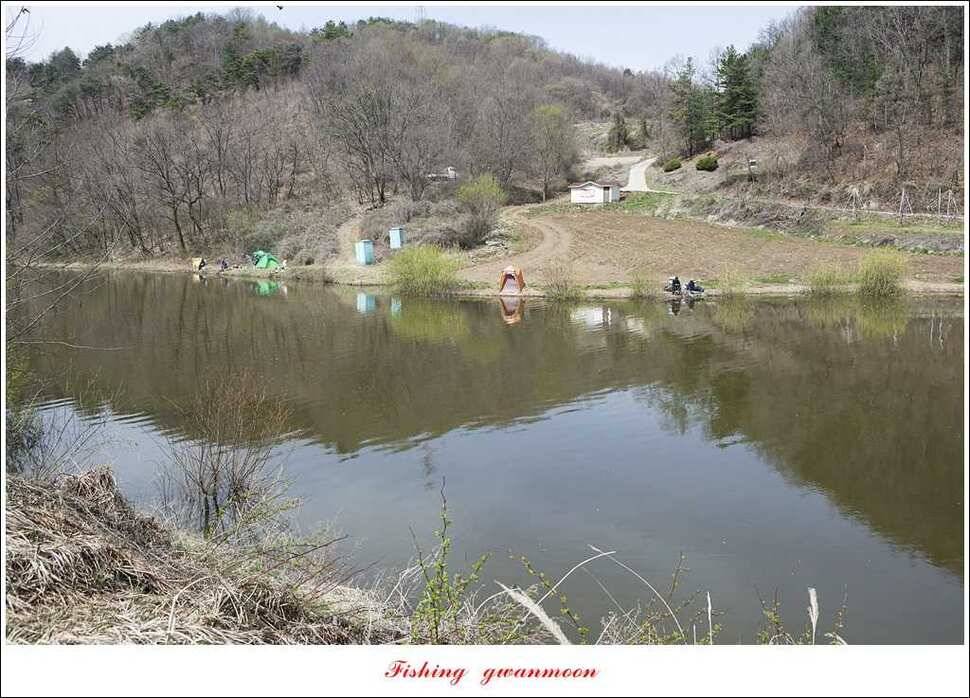 매전지 395 cm화곡지 조황 (조황조행기 - 특파원조황)