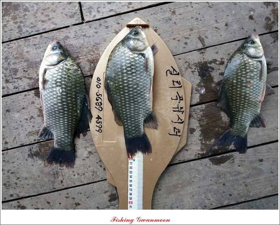 한버들실리곡돌감짱가네 조황 (조황조행기 - 특파원조황)