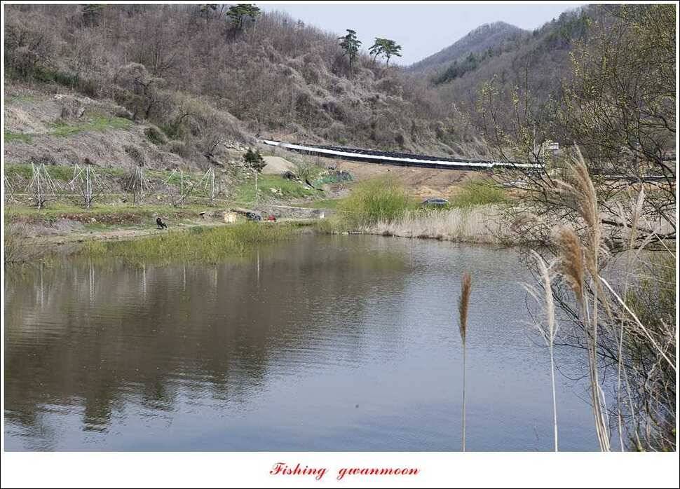 매전지 395 cm화곡지 조황 (조황조행기 - 특파원조황)