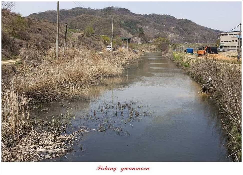 매전지 395 cm화곡지 조황 (조황조행기 - 특파원조황)