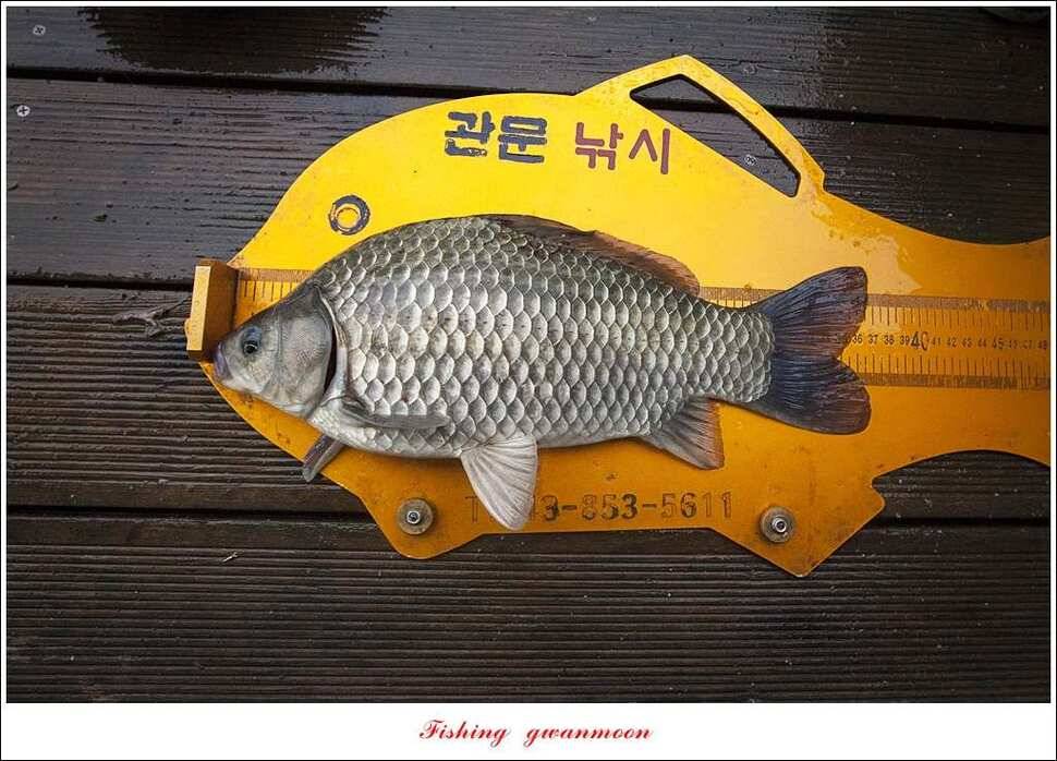신매 사짜윤한버들 월척 조황 (조황조행기 - 특파원조황)