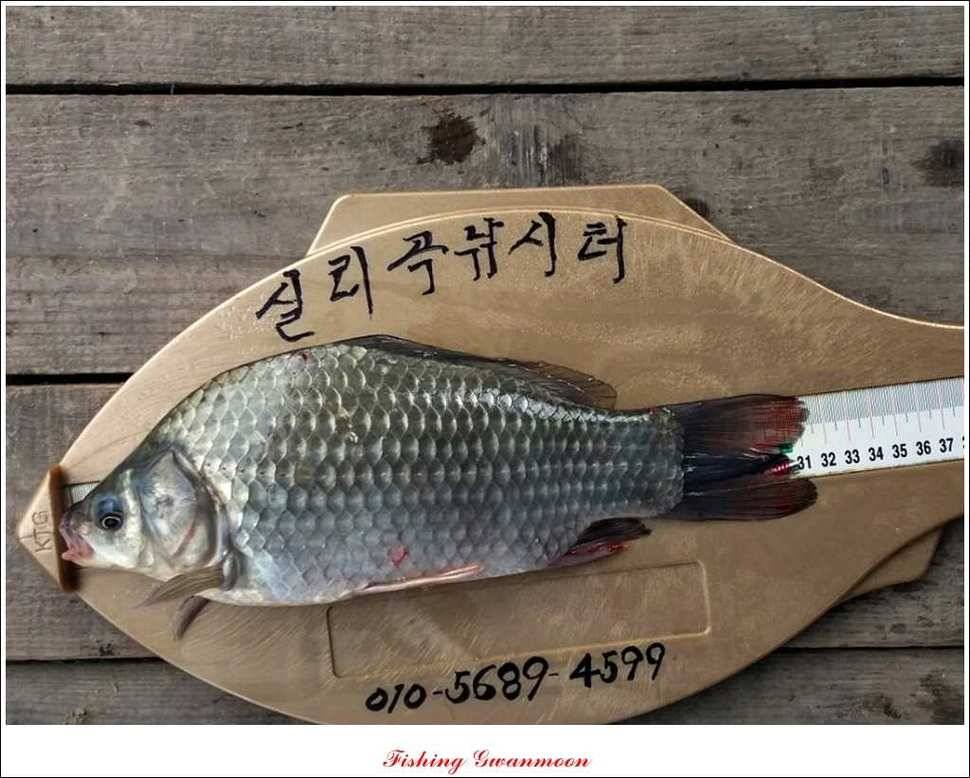 한버들실리곡돌감짱가네 조황 (조황조행기 - 특파원조황)
