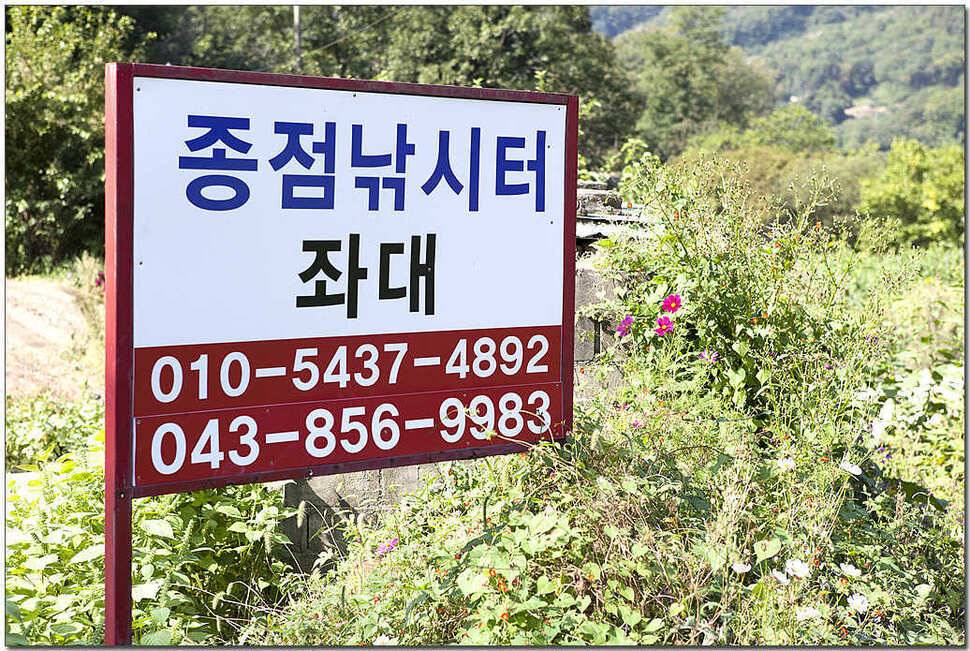종점 435 cm솔 월척한버들 월척 (조황조행기 - 특파원조황)