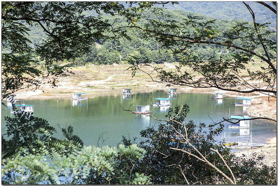 종점 435 cm솔 월척한버들 월척 (조황조행기 - 특파원조황)