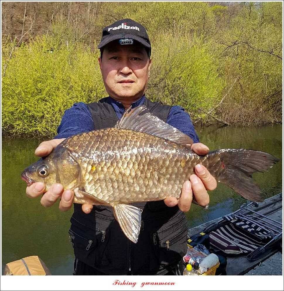 화곡지 42 cm강붕어 사짜 대물 (조황조행기 - 특파원조황)