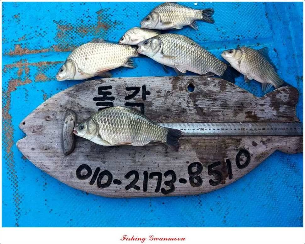 한버들실리곡돌감짱가네 조황 (조황조행기 - 특파원조황)
