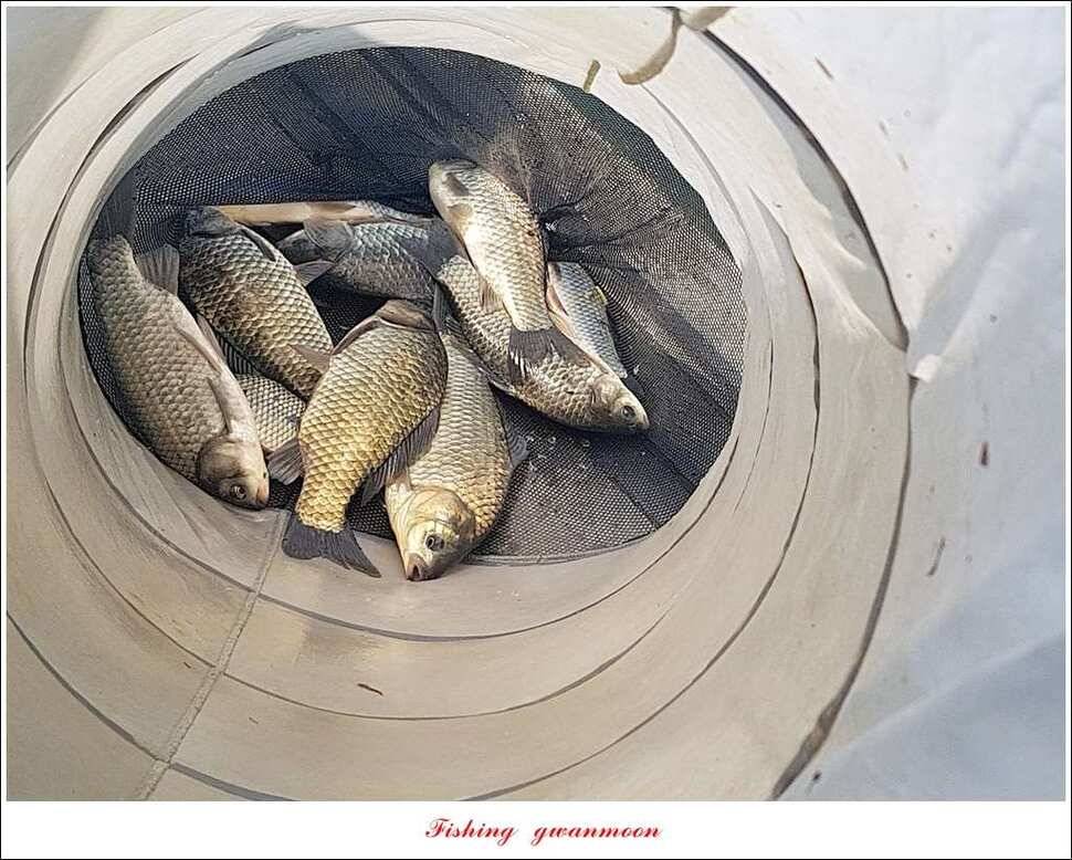 화곡지 사짜칠성지 사짜실리곡 월척 (조황조행기 - 특파원조황)