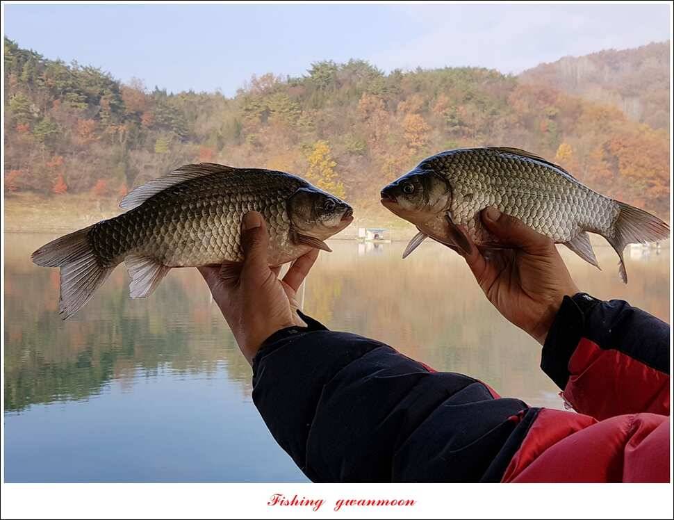 신매 사짜실리곡 월척 및 마릿수 조황 (조황조행기 - 특파원조황)