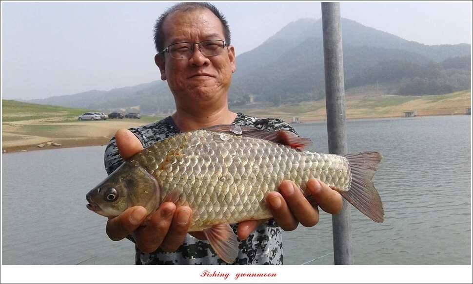 신매 42 cm 외 충주호 조황 (조황조행기 - 특파원조황)