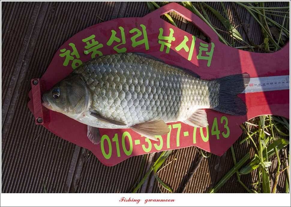 청풍 신리 사짜 및 마릿수 월척칠성지 월척 조황 (조황조행기 - 특파원조황)