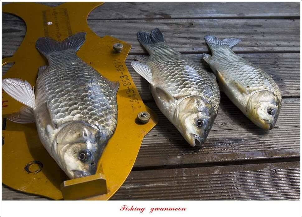 한버들 45 cm 외 사짜사짜 대박 (조황조행기 - 특파원조황)