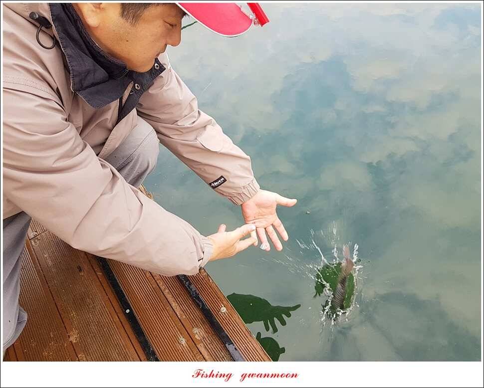 신매 혹부리 445 cm병호 41 cm실리곡한버들두무소 월척 조황 (조황조행기 - 특파원조황)