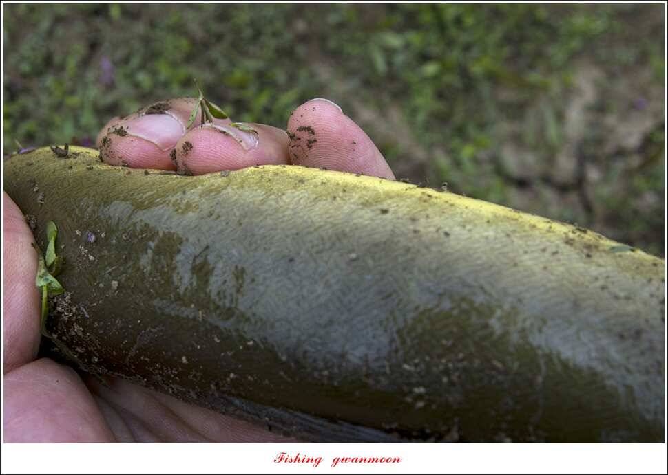 병호 대물 장어신매실리곡 월척 조황 (조황조행기 - 특파원조황)
