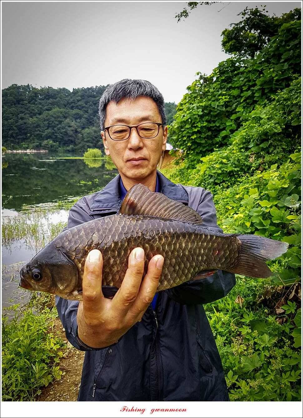 칠성지 43 cm화곡지한버들실리곡 조황 (조황조행기 - 특파원조황)