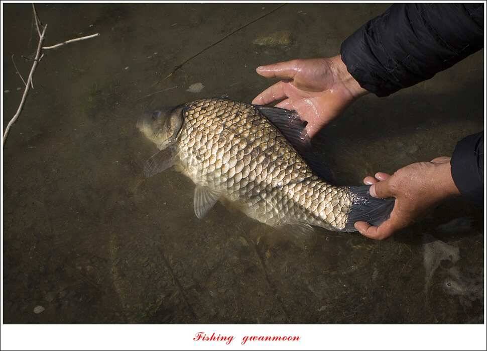 한버들 45 cm 외 사짜사짜 대박 (조황조행기 - 특파원조황)