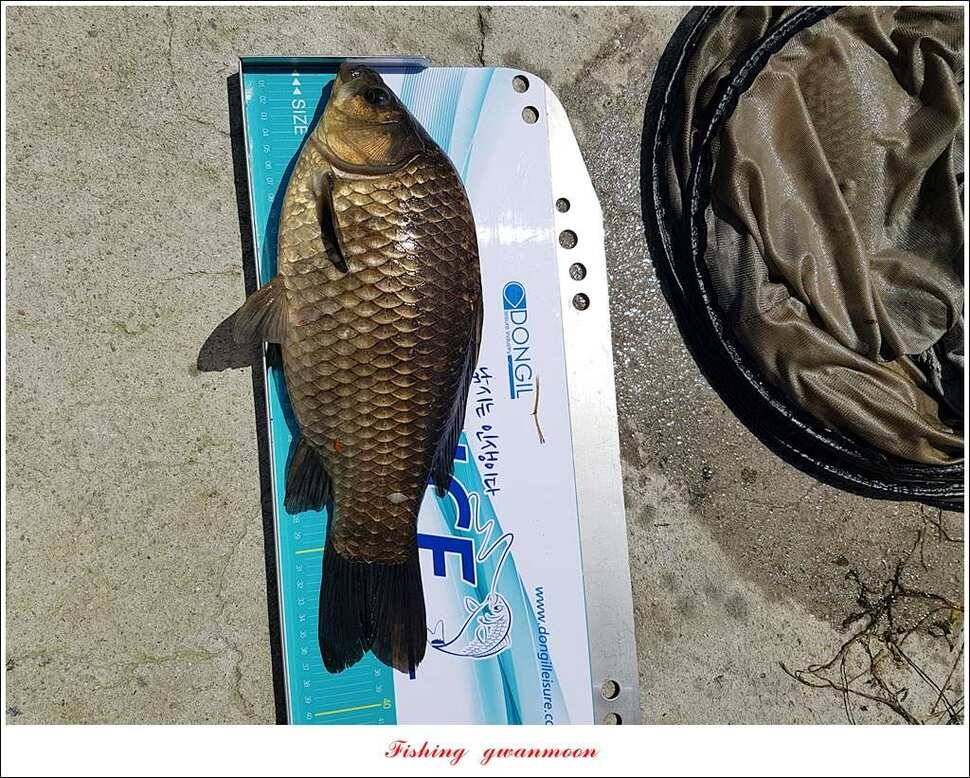 돌감 40 cm40 cm신리 42 cm 화곡지 사짜 조황 (조황조행기 - 특파원조황)