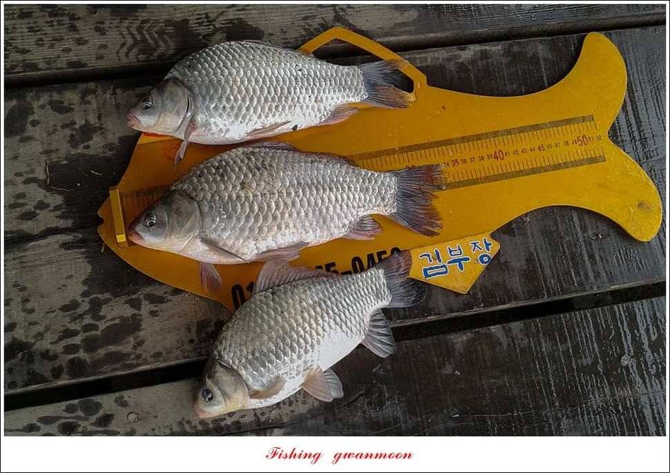 제일 47 cm 대물실리곡한버들 마릿수 월척 조황 (조황조행기 - 특파원조황)