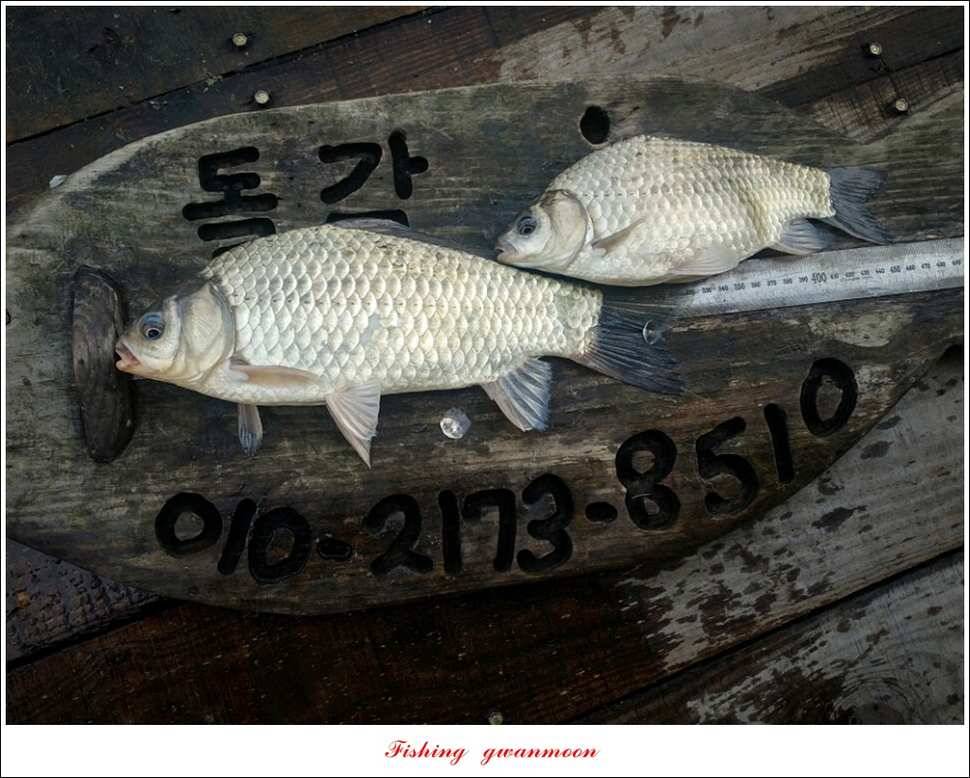 화곡지 사짜돌감 월척 (조황조행기 - 특파원조황)