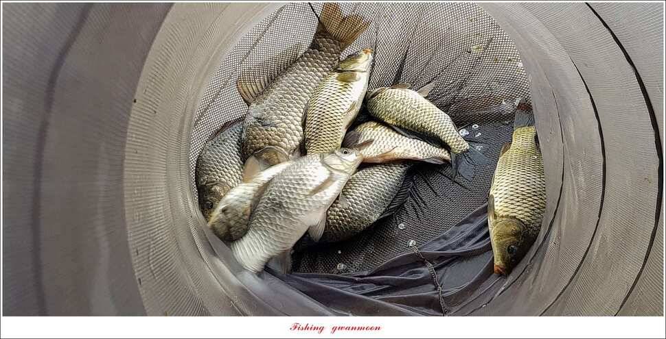 실리곡청풍 신리 월척 조황 (조황조행기 - 특파원조황)