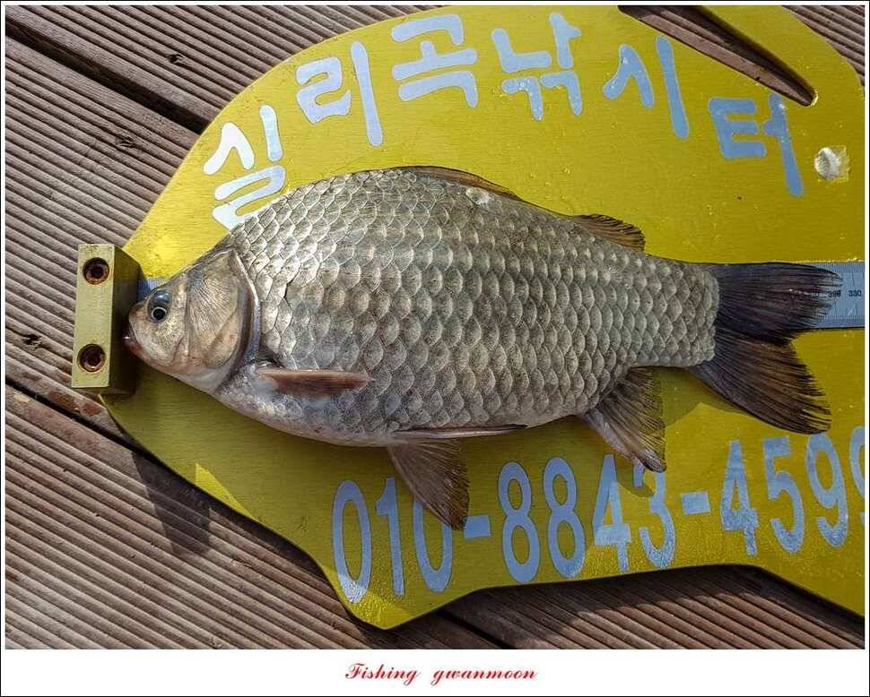 실리곡충주호 노지달천강괴산권 조황 (조황조행기 - 특파원조황)