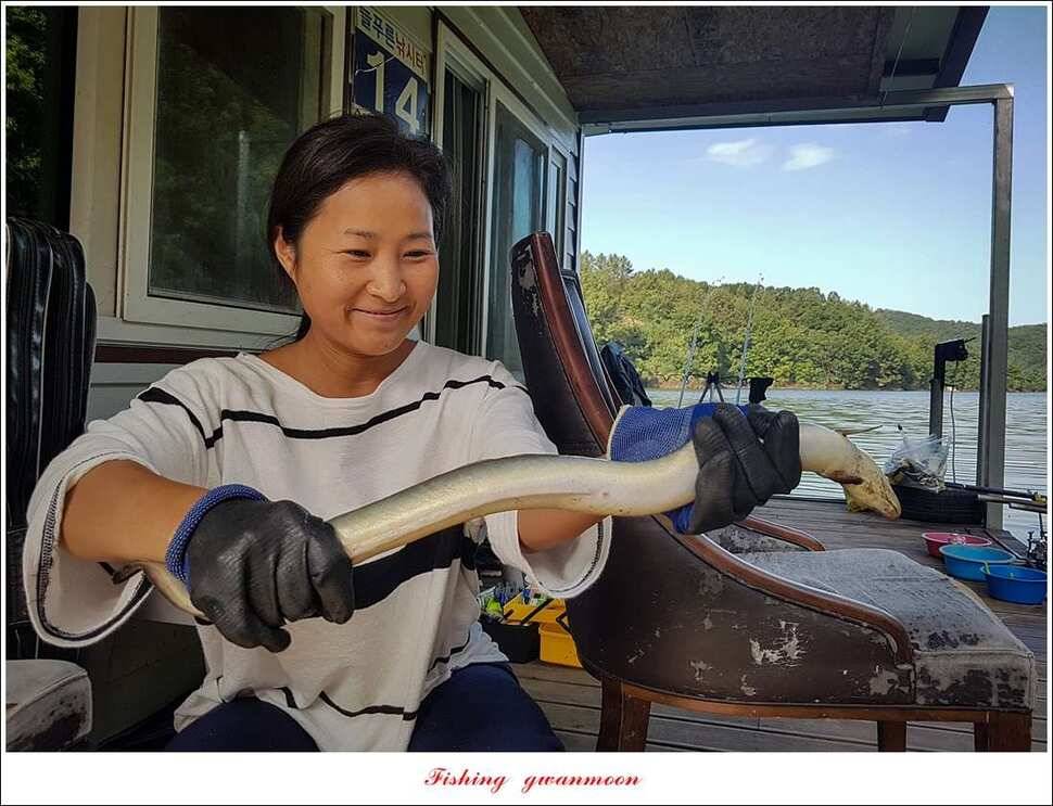 늘푸른 사짜 및 장어신리실리곡달천강 조황 (조황조행기 - 특파원조황)
