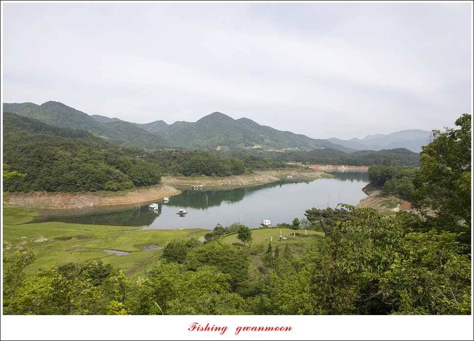 돌감 40 cm40 cm신리 42 cm 화곡지 사짜 조황 (조황조행기 - 특파원조황)
