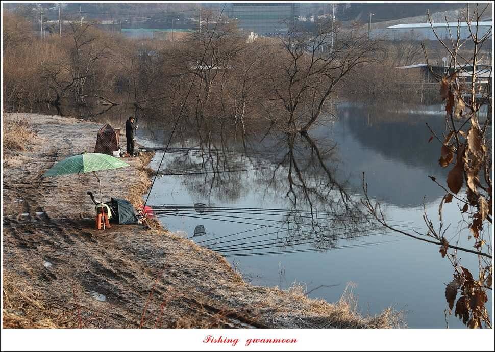 화곡지 마릿수 월척 조황 (조황조행기 - 특파원조황)