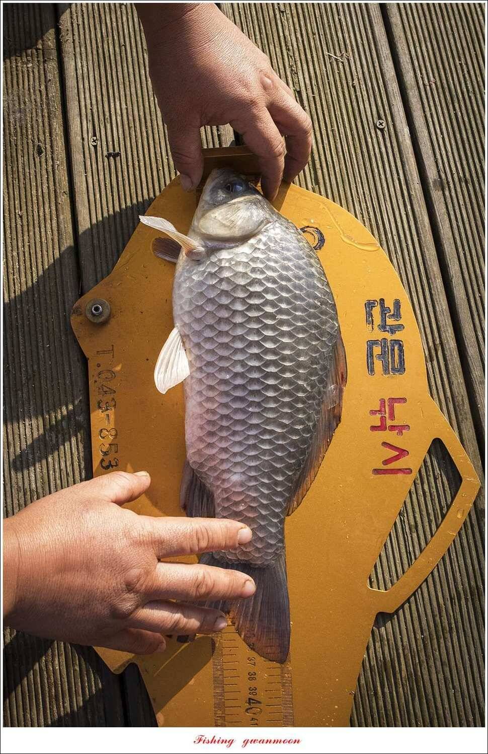 병호 44 cm38 cm솔 37 cm 외 마릿수 월척 조황 (조황조행기 - 특파원조황)