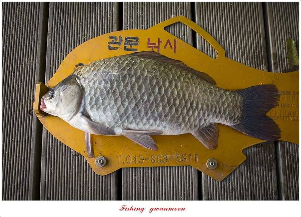 신매 445 cm 대물 조황 (조황조행기 - 특파원조황)