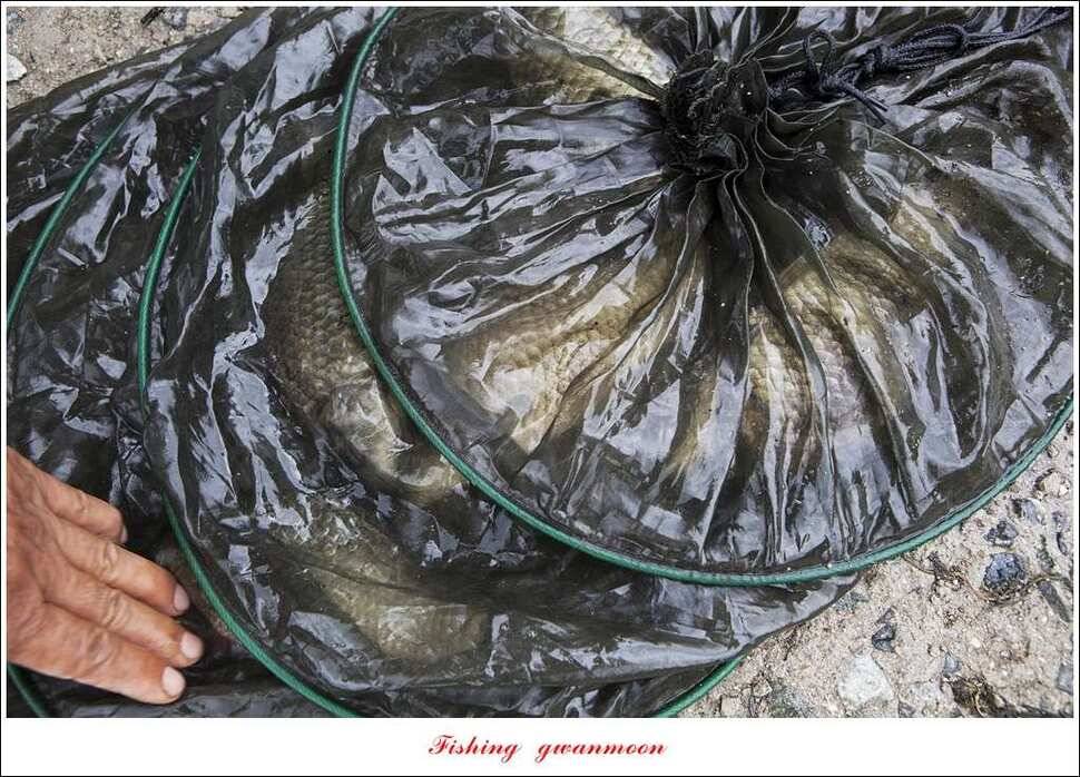 화곡지 사짜한버들 39 cm38 cm 돌감 마릿수 월척 호조황 (조황조행기 - 특파원조황)