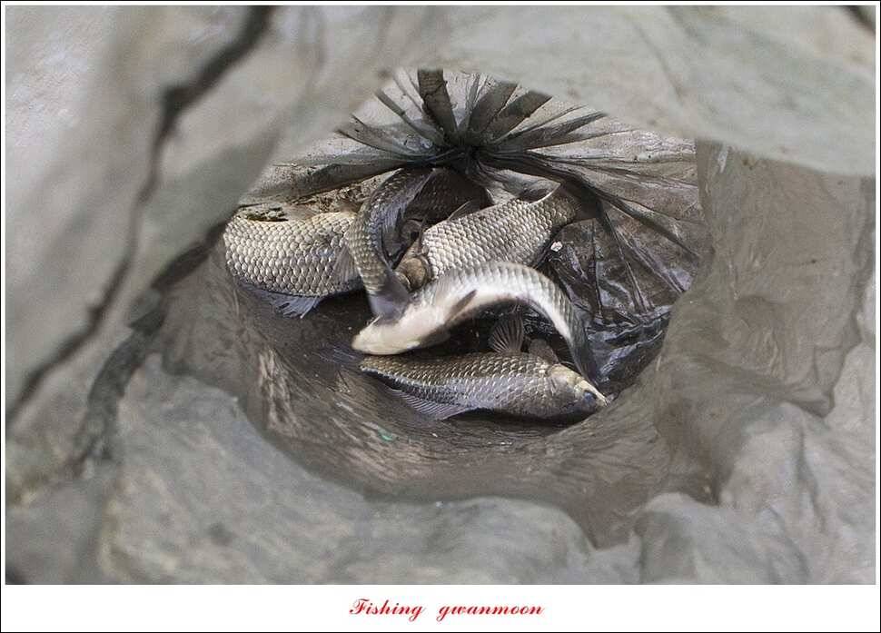 화곡지 사짜한버들 39 cm38 cm 돌감 마릿수 월척 호조황 (조황조행기 - 특파원조황)