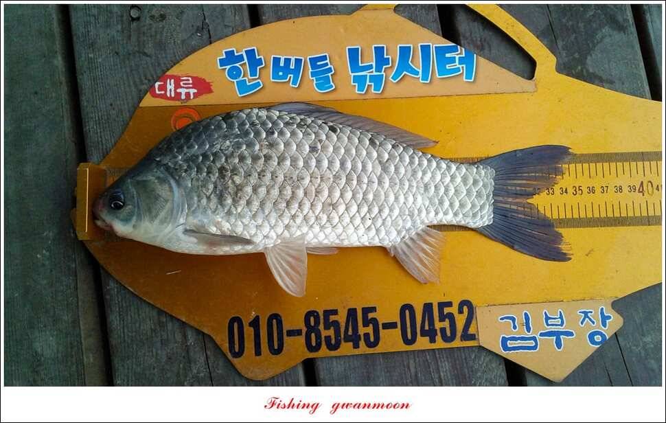 신매 사짜윤한버들 월척 조황 (조황조행기 - 특파원조황)