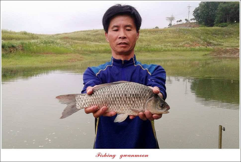 신매 사짜윤한버들 월척 조황 (조황조행기 - 특파원조황)