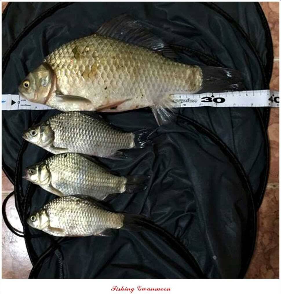 한버들실리곡돌감짱가네 조황 (조황조행기 - 특파원조황)