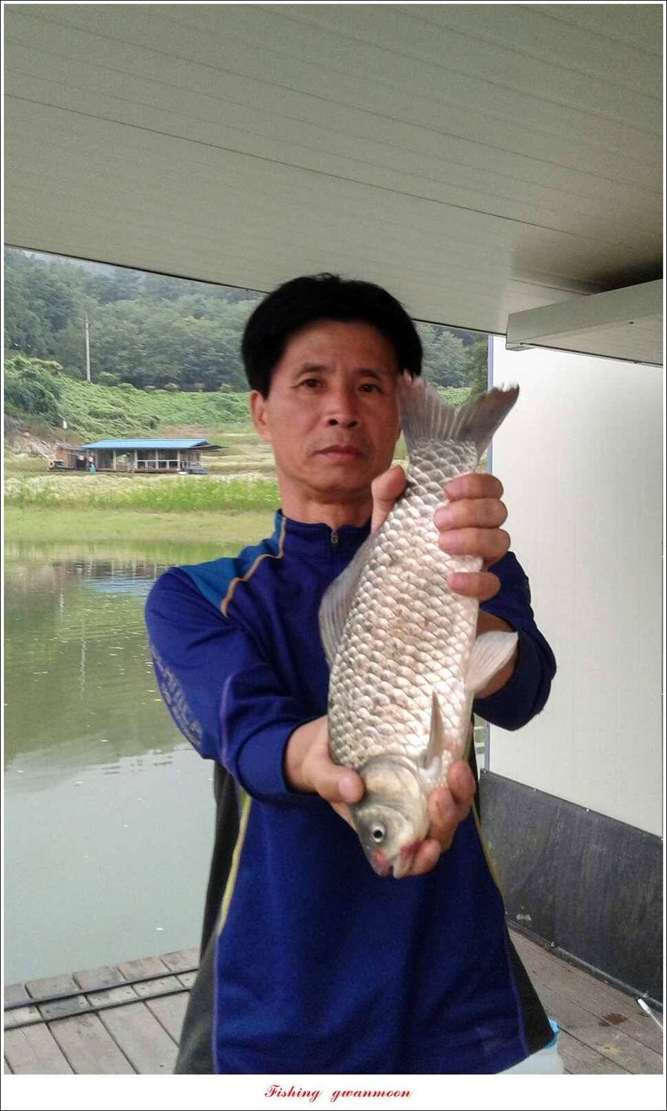 신매 사짜윤한버들 월척 조황 (조황조행기 - 특파원조황)