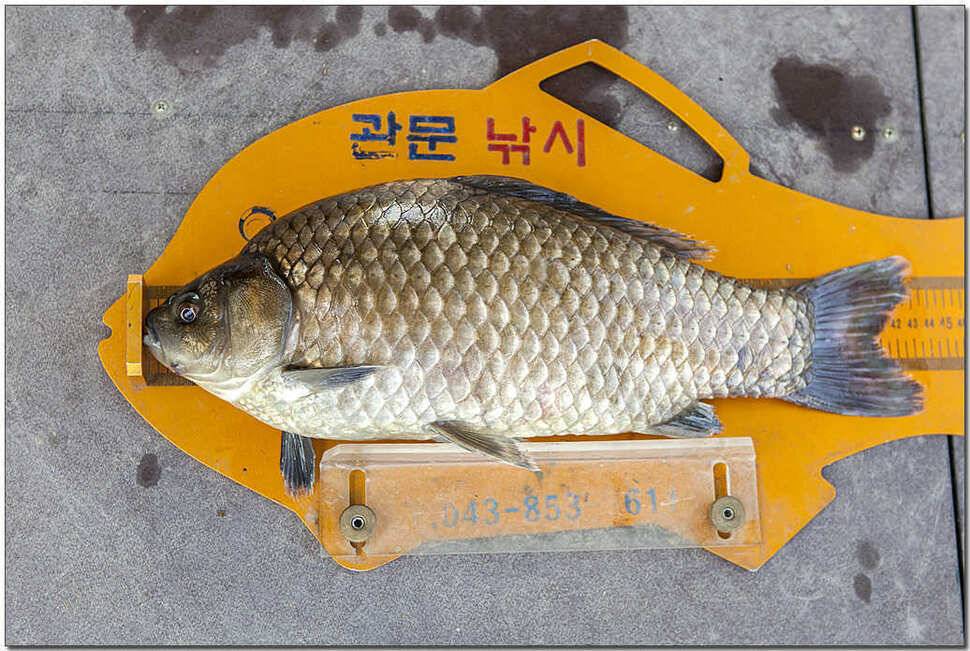 종점 435 cm솔 월척한버들 월척 (조황조행기 - 특파원조황)