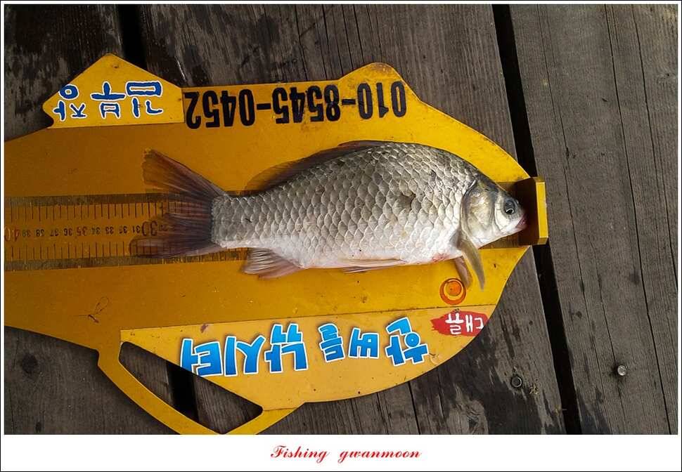 신매 사짜윤한버들 월척 조황 (조황조행기 - 특파원조황)