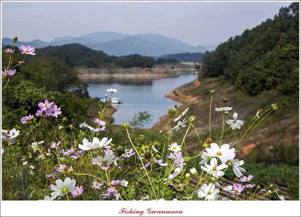 한버들실리곡돌감짱가네 조황 (조황조행기 - 특파원조황)