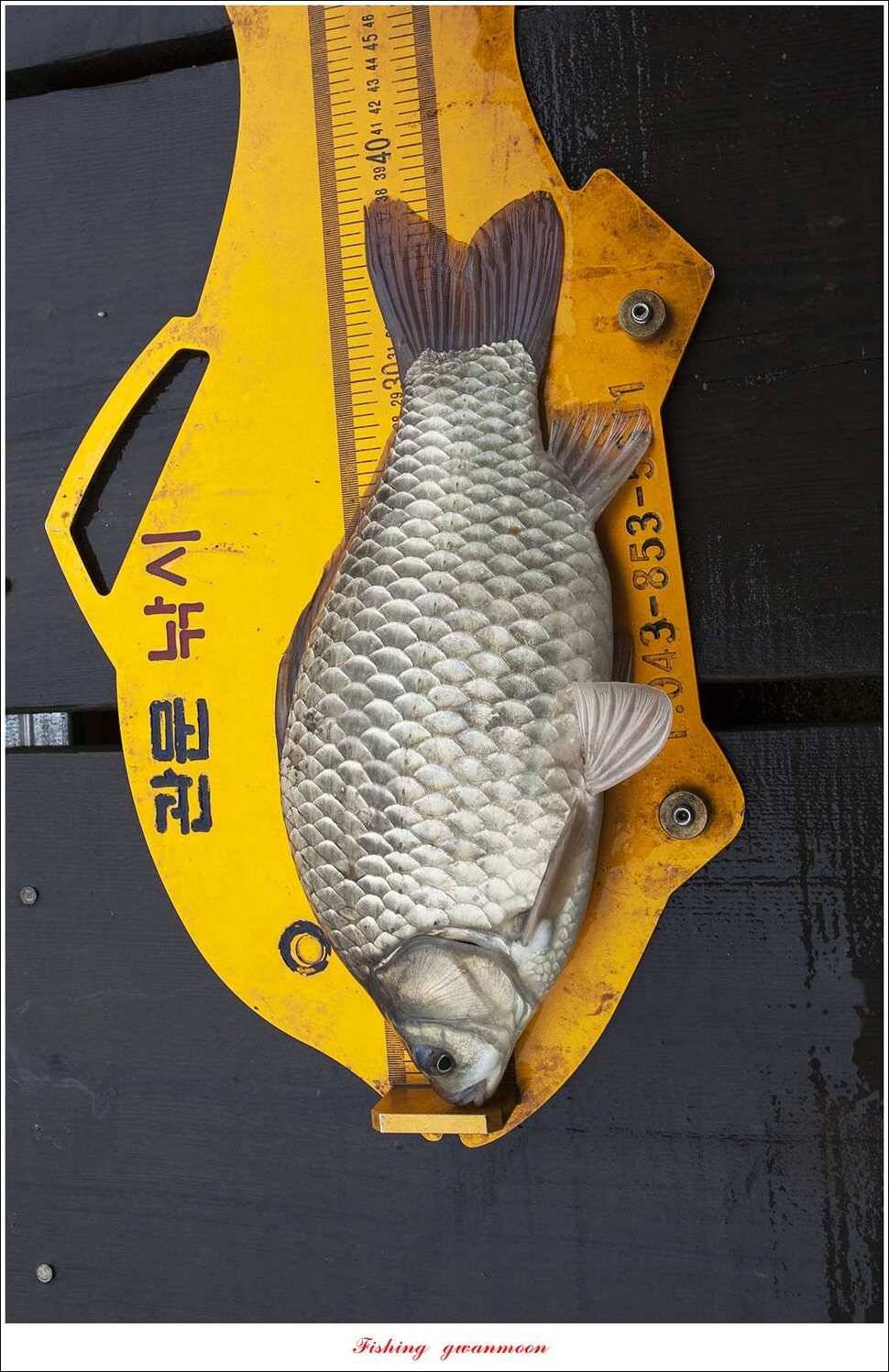 화곡지 사짜한버들 39 cm38 cm 돌감 마릿수 월척 호조황 (조황조행기 - 특파원조황)