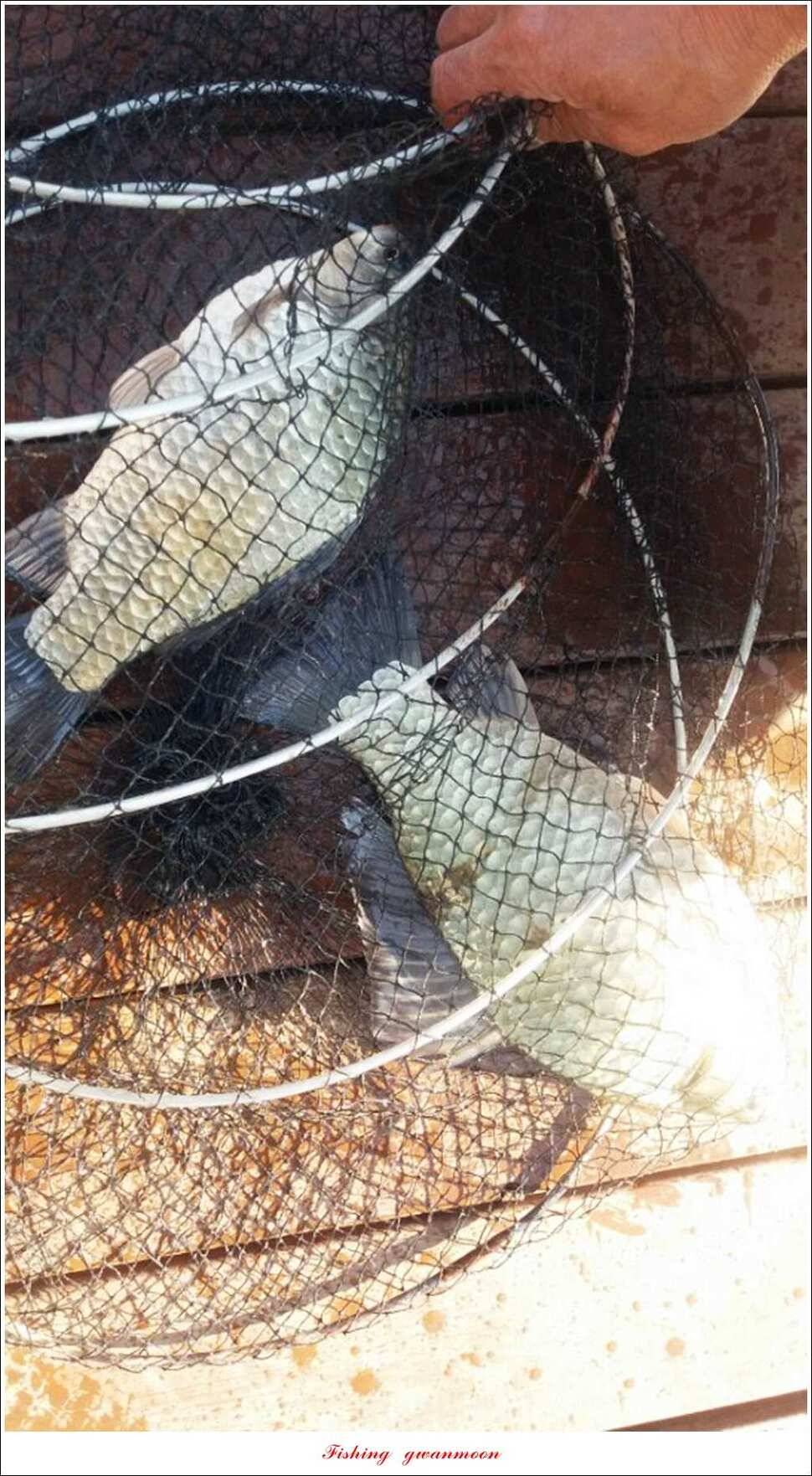 실리곡 월척화곡지 사짜달천강 대물 조황 (조황조행기 - 특파원조황)