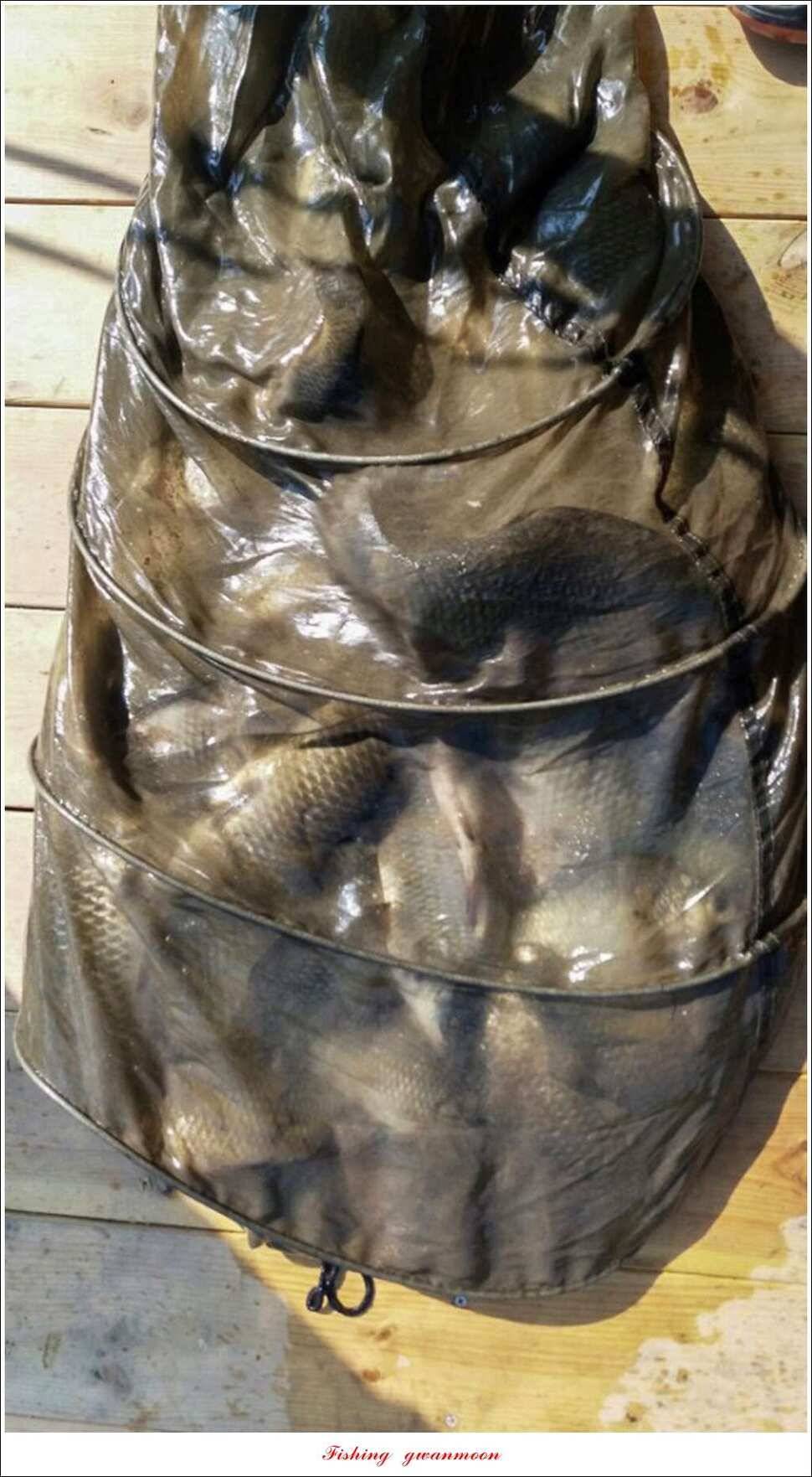 실리곡한버들 월척 조황 (조황조행기 - 특파원조황)