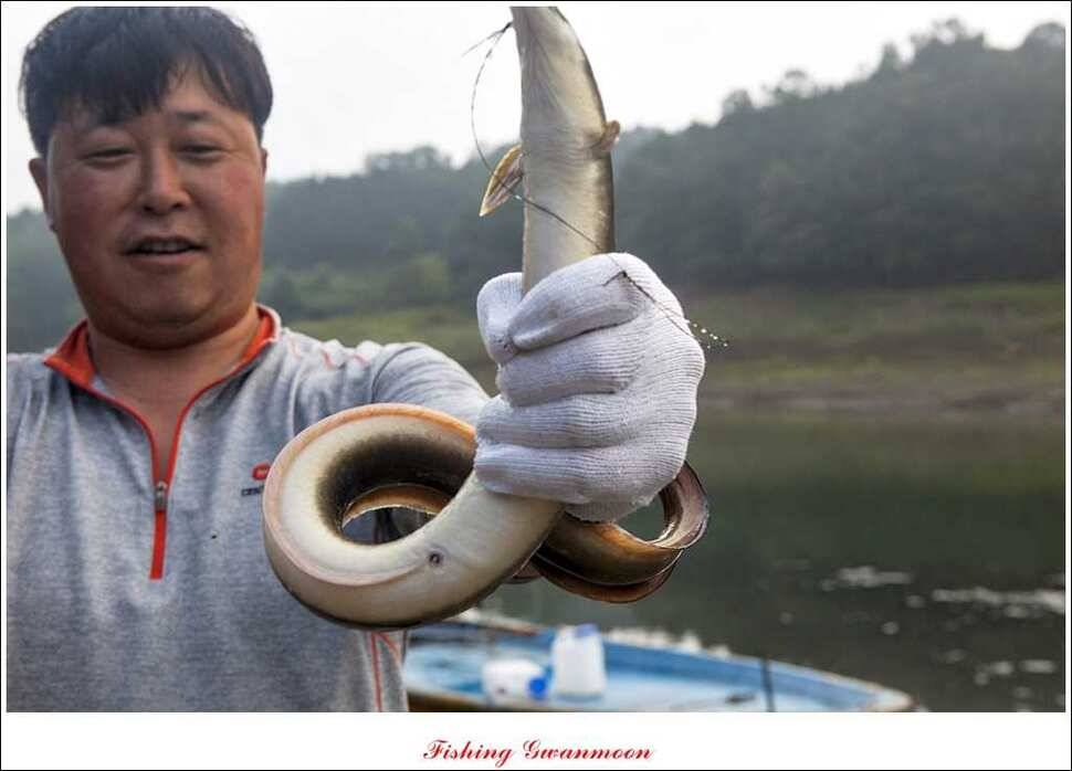 문골 장어돌감실리곡한버들 조황 (조황조행기 - 특파원조황)