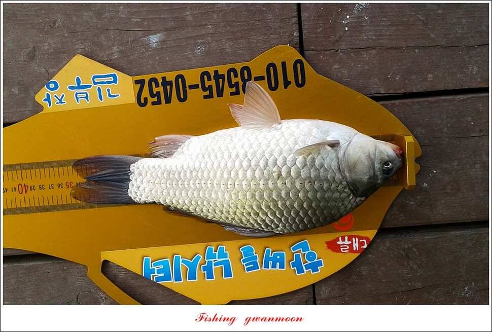 실리곡한버들 월척 조황 (조황조행기 - 특파원조황)