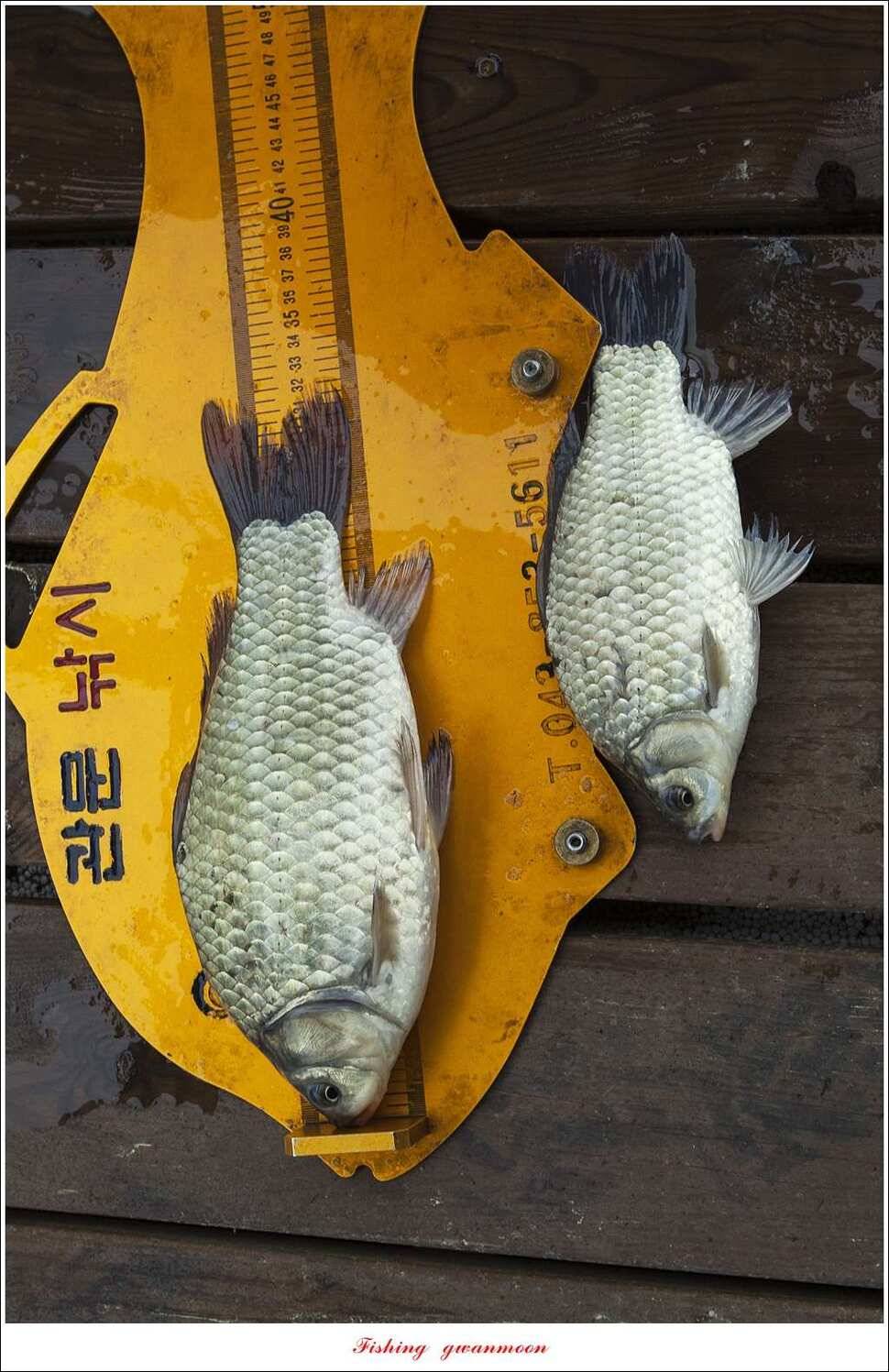화곡지 사짜한버들 39 cm38 cm 돌감 마릿수 월척 호조황 (조황조행기 - 특파원조황)
