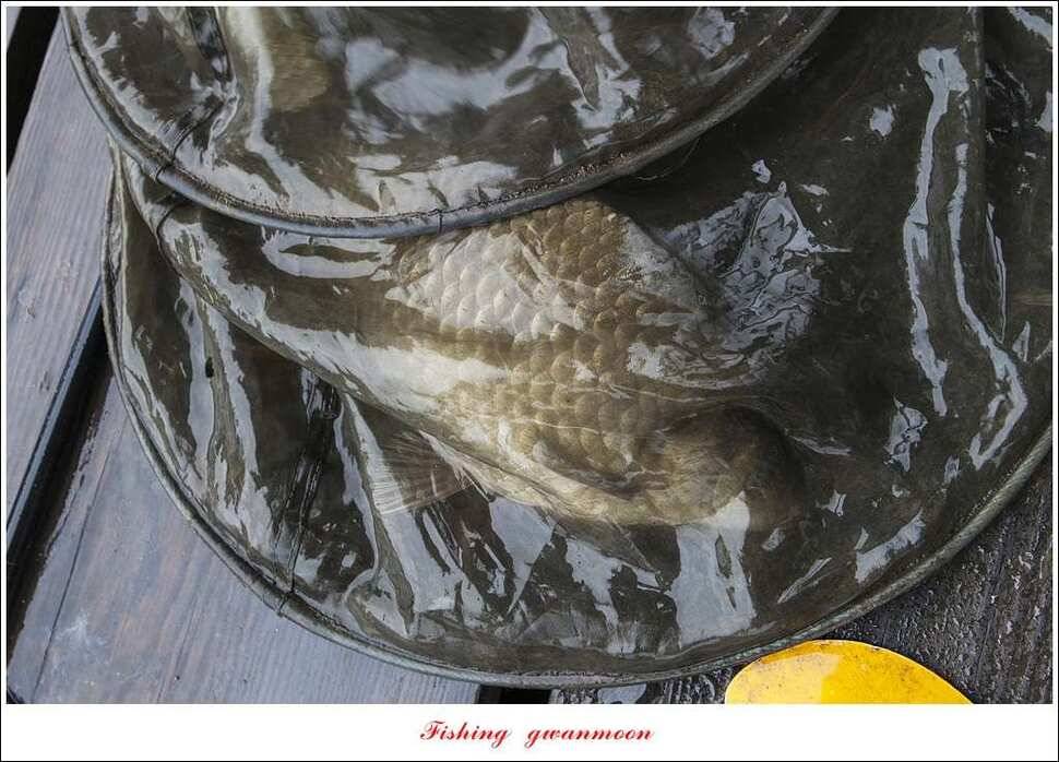 화곡지 사짜한버들 39 cm38 cm 돌감 마릿수 월척 호조황 (조황조행기 - 특파원조황)