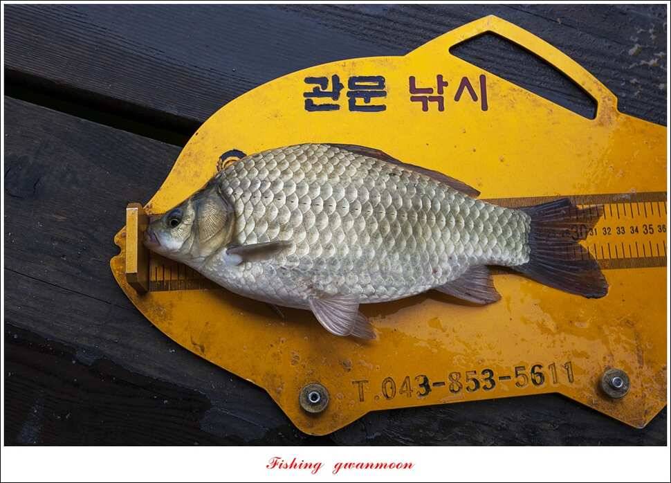화곡지 사짜한버들 39 cm38 cm 돌감 마릿수 월척 호조황 (조황조행기 - 특파원조황)