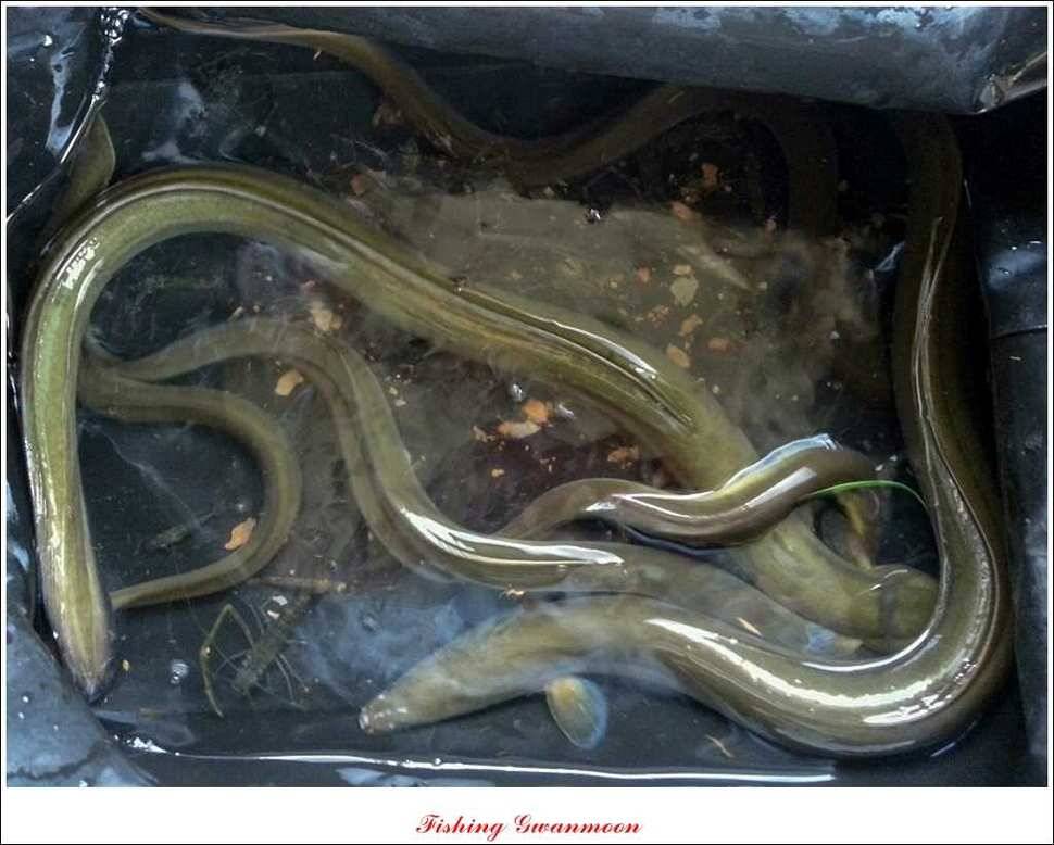 문골 장어돌감실리곡한버들 조황 (조황조행기 - 특파원조황)