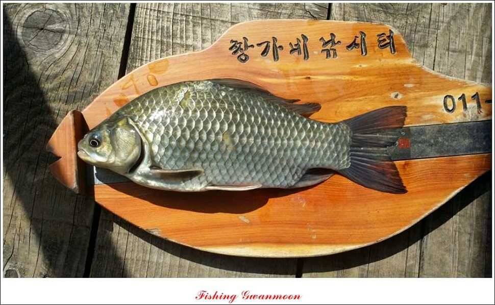 짱가네달천강 월척 (조황조행기 - 특파원조황)